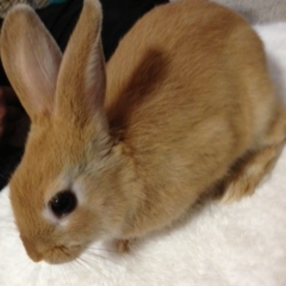 ネザーランドドワーフ♂（函館市内限定で）