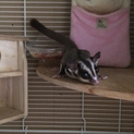 フクロモモンガ ♀ 手乗りです。
