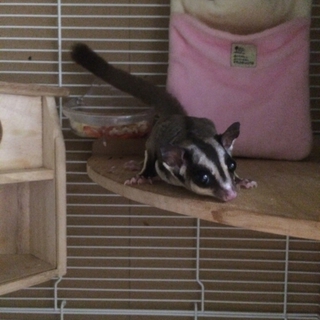 フクロモモンガ ♀ 手乗りです。