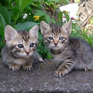 ΦωΦ)ニャン♥生後1ヶ月♥猫(ΦωΦ)猫里親様募集・♥(ΦωΦ)(
