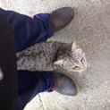 アメショ風な猫ちゃんの里親募集