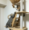 姉妹猫。