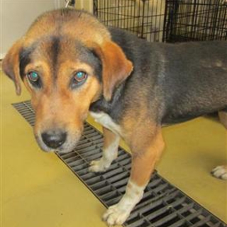 もとの飼い主さんに返還されました