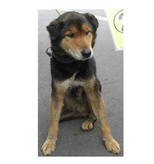 緊急 愛護センターに 栃木県 犬の里親募集 ペットのおうち 月間利用者150万人