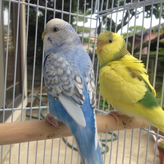 セキセイインコ2羽