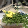 セキセイインコ2羽 サムネイル2