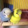 セキセイインコ2羽 サムネイル4