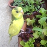 セキセイインコ2羽 サムネイル3
