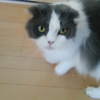 甘えん坊です！お願いします