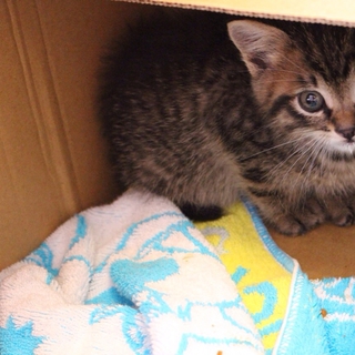 目が大きくて可愛らしい子猫です