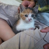 子猫（クロトラ、三毛）里親募集中 サムネイル2