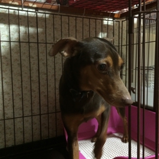 子供がアレルギーになり飼育出来なくなりました。