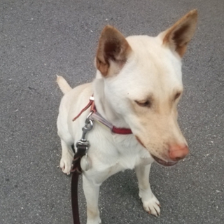 軽井沢保護犬　白いミックス犬　推定3歳　