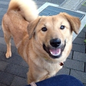 初心者の方も飼いやすい！家庭犬向き男の子