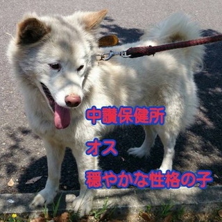 オス犬・甘えん坊でとてもなつっこい子です！