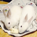 ミニウサギの里親を募集しています