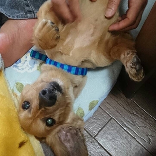 M・ダックス　りくくん