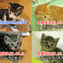 一ヶ月半の子猫（愛知県・他県にもお届けします）