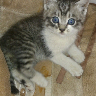 人懐っこい子猫の里親募集中！