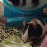 ハツカネズミの里親募集 サムネイル1