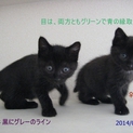 子猫、♀2匹です　目は共にブルーグリーン