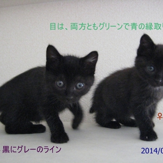 子猫、♀2匹です　目は共にブルーグリーン