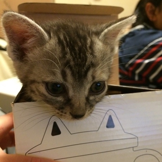 ふわふわ灰毛トラの女の子」福島県 - 猫の里親募集(37186