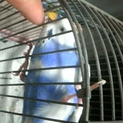 保護したセキセイインコ二匹の里親を現在募集中～！！