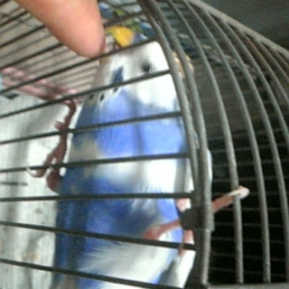 保護したセキセイインコ二匹の里親を現在募集中～！！