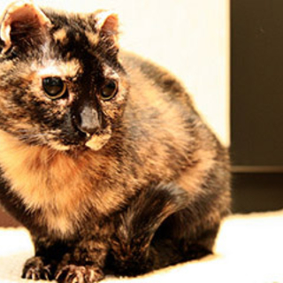 サビ猫　メス　10歳くらい　里親を探しています