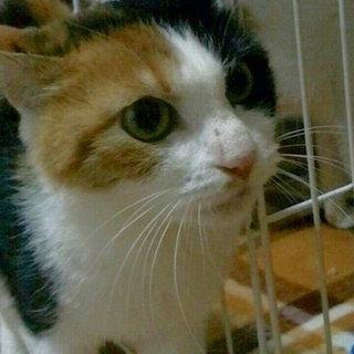 ★三毛猫ちゃんの家族募集★