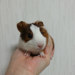 ありがとうございました。