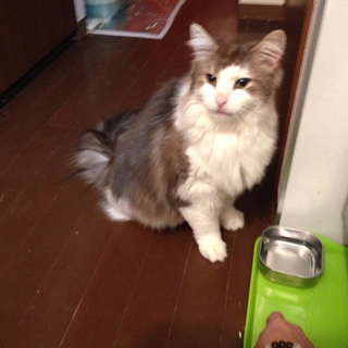 ノルウェージャンフォレストキャット君です！