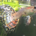 アクアマリングラスグッピーの稚魚～成魚