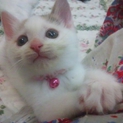 ぴかぴかのダイヤモンドちゃん