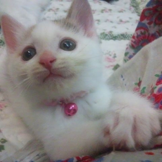 ぴかぴかのダイヤモンドちゃん