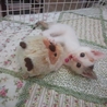 ぴかぴかのダイヤモンドちゃん サムネイル3