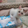 ぴかぴかのダイヤモンドちゃん サムネイル2
