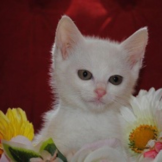 かわいい仔猫　マイケル君