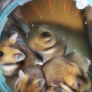 ゴールデンハムスター