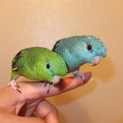 サザナミインコの里親様募集！