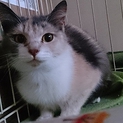 不思議な三毛色の美猫めいちゃん