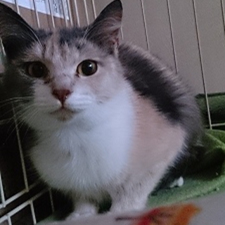 不思議な三毛色の美猫めいちゃん