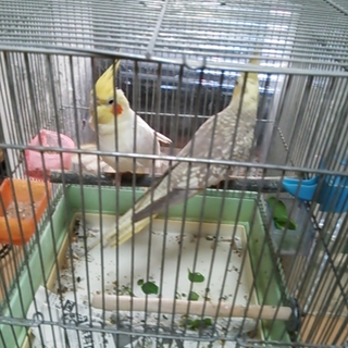 オカメインコペアー里親募集