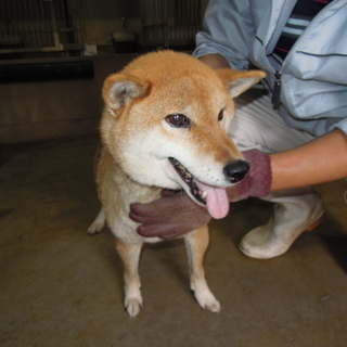 譲渡決定！！今週迎えに来られます。