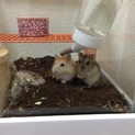 ぜひ、かわいいジャンガリアンの里親募集！