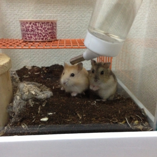 ぜひ、かわいいジャンガリアンの里親募集！