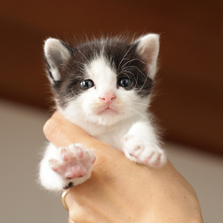 子猫（牛柄）生後一ヶ月の猫、里親を募集します。