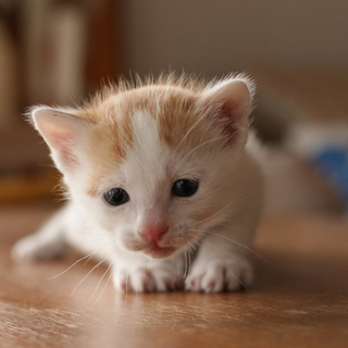 子猫（茶虎）生後一ヶ月の猫、里親を募集します。