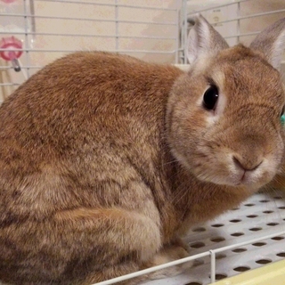  大切に育てて下さる方を募集します